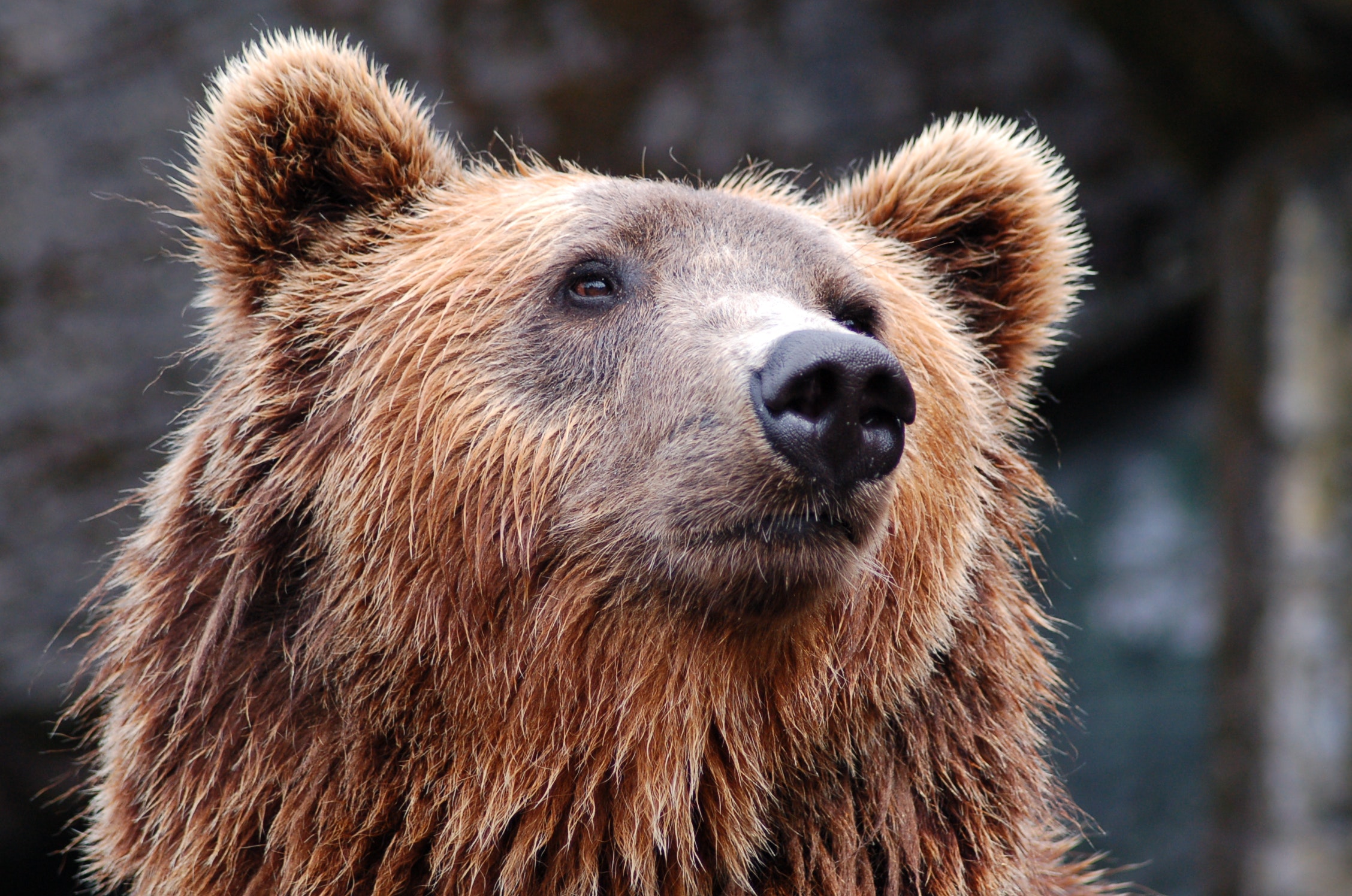 Bear closeup